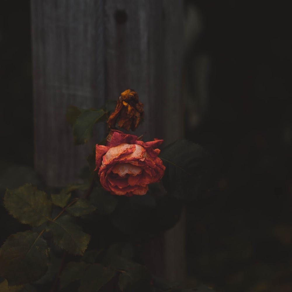 Meet your Posher, Freddi